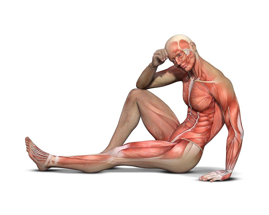 Male muscle structure,artwork