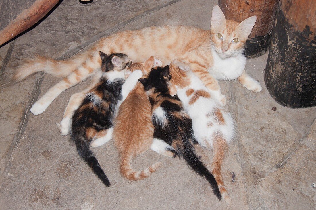 Litter of kittens with mother