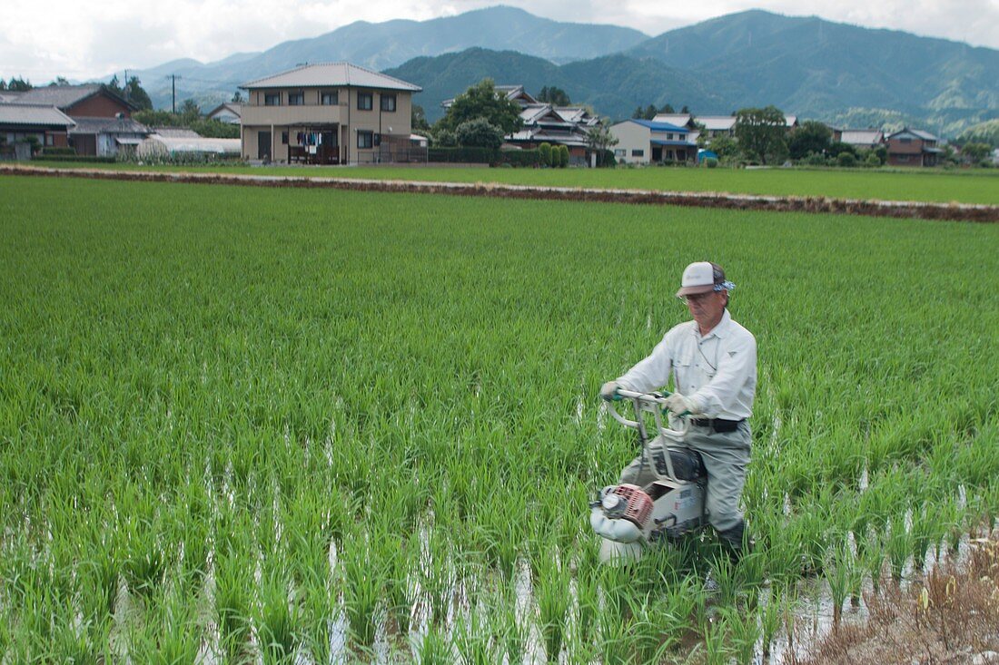 Rice farming,Mie prefecture,Japan