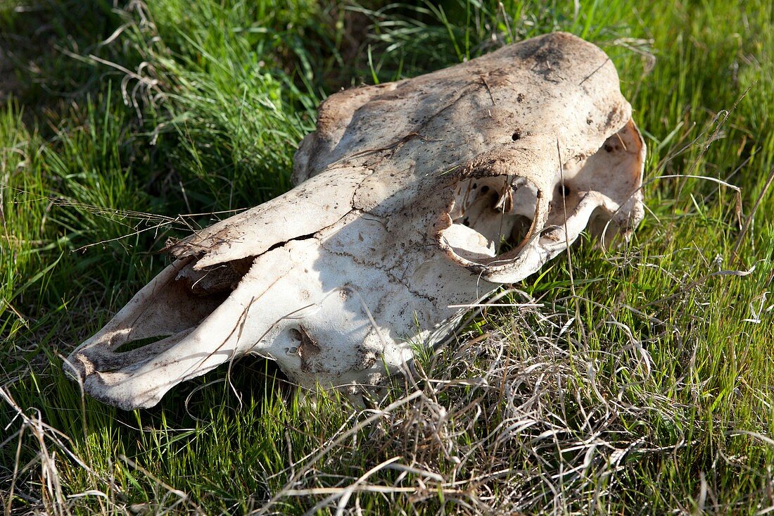 Cow skull,New South Wales,Australia