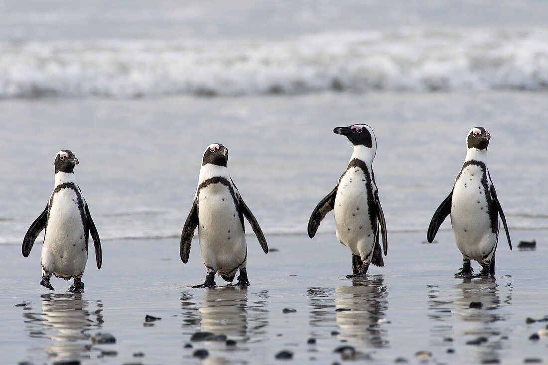 African penguins on a beach