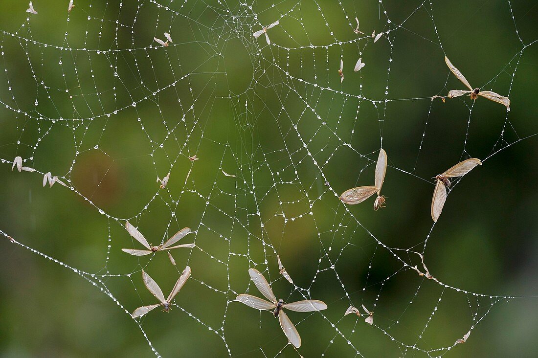 Flying ants trapped in a spider's web