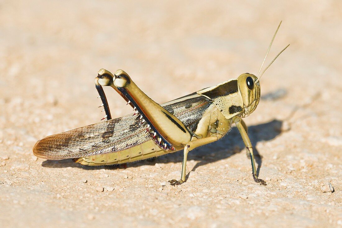 Brown locust