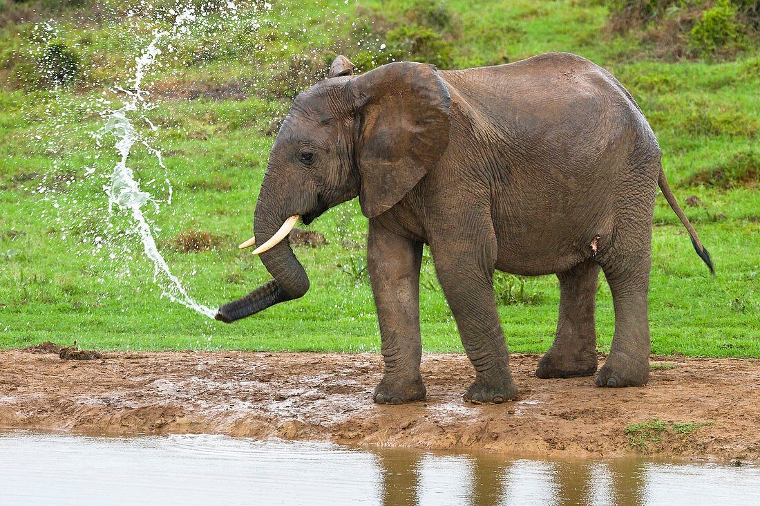 African elephant spraying water
