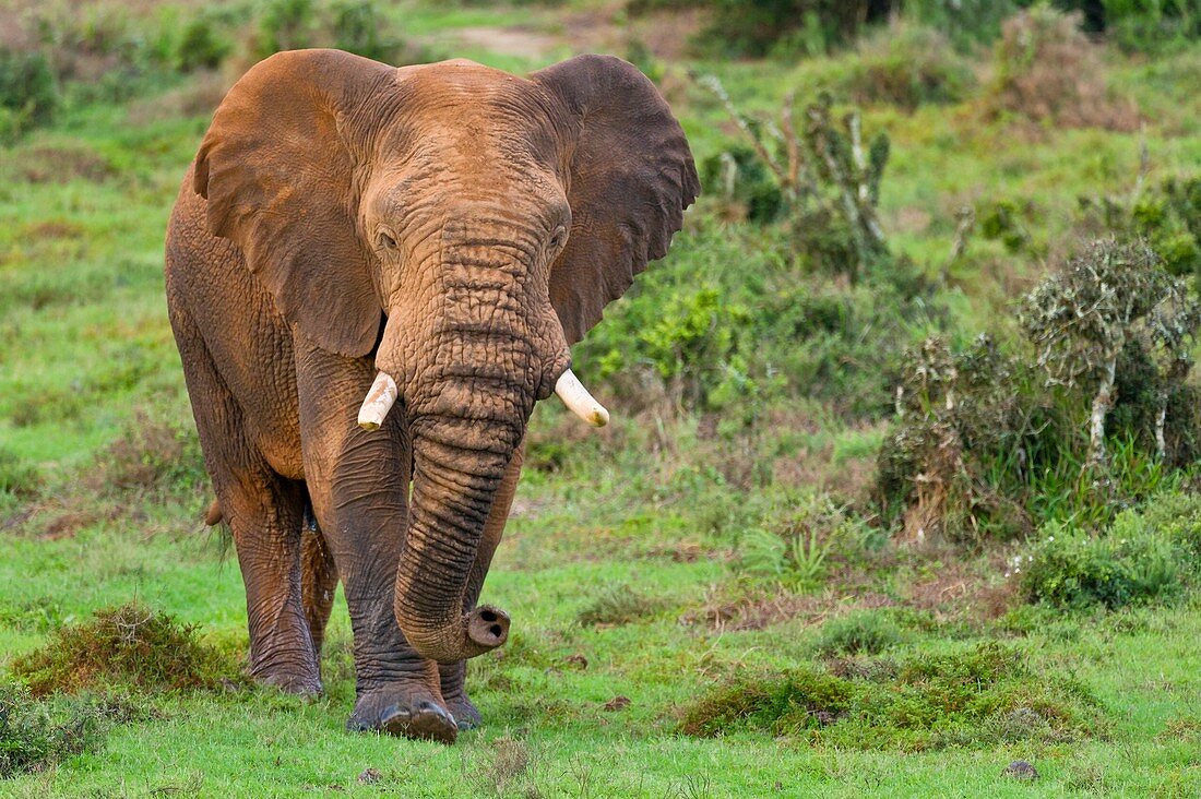 African elephant