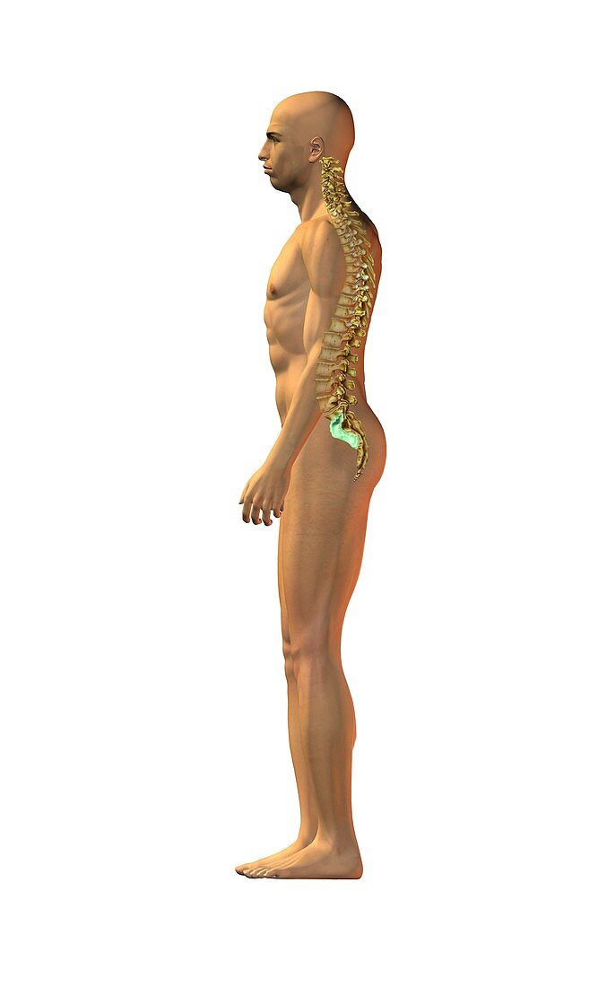 Normal spinal posture,artwork