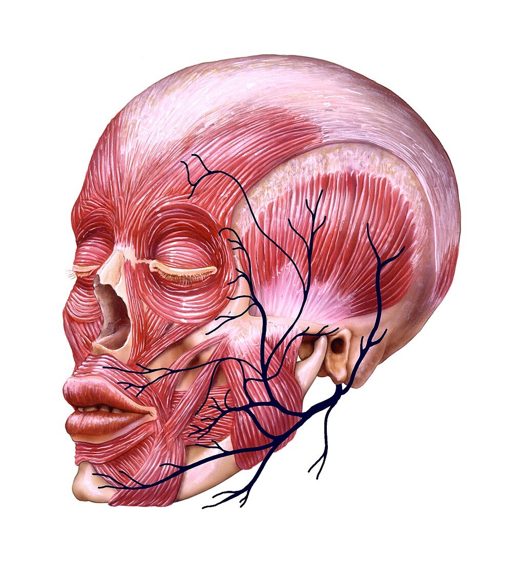 Facial nerve anatomy,artwork