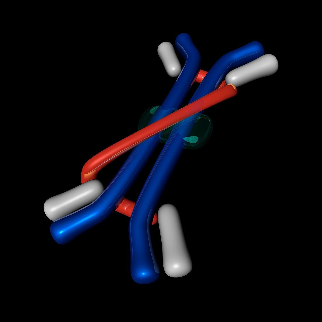 Immunoglobulin A,molecular model