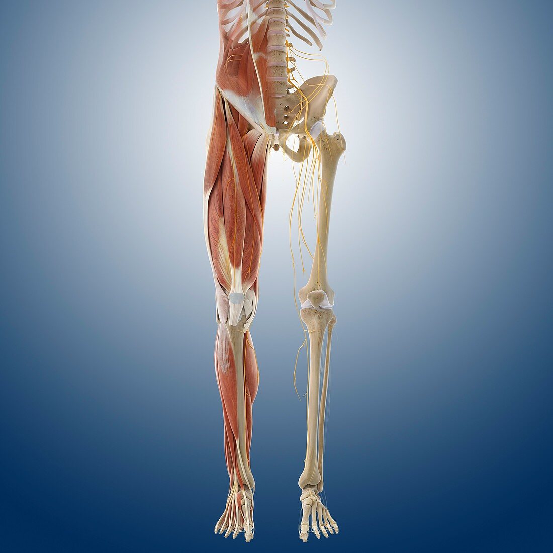 Lower body anatomy,artwork