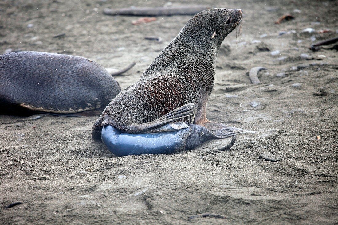 Antarctic fur seal giving birth