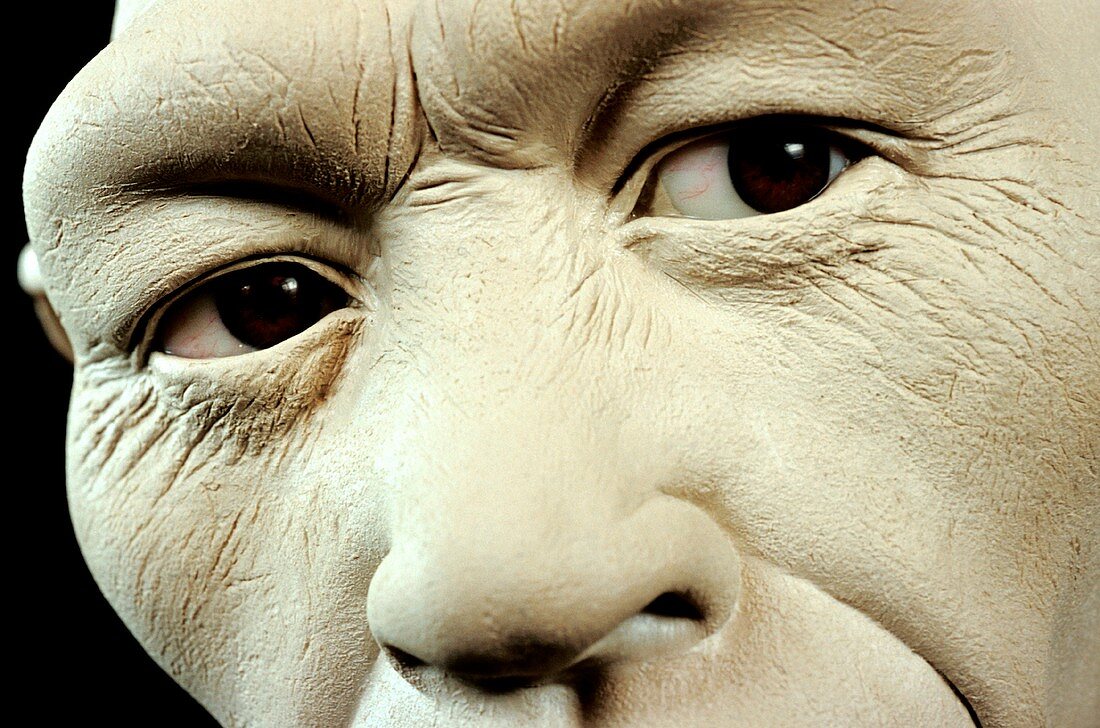 Peking Man head model