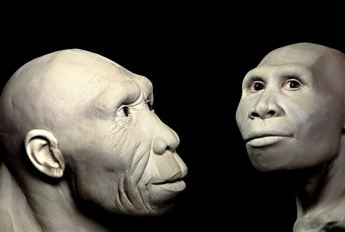 Model of Homo georgicus couple