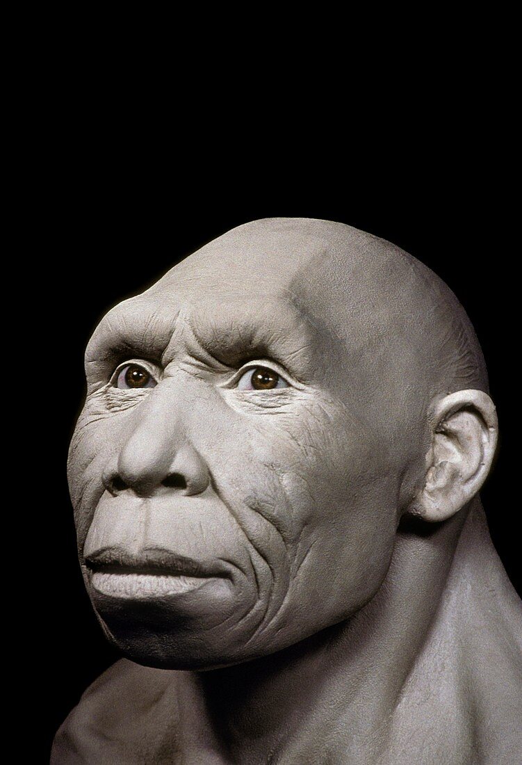 Homo georgicus head model