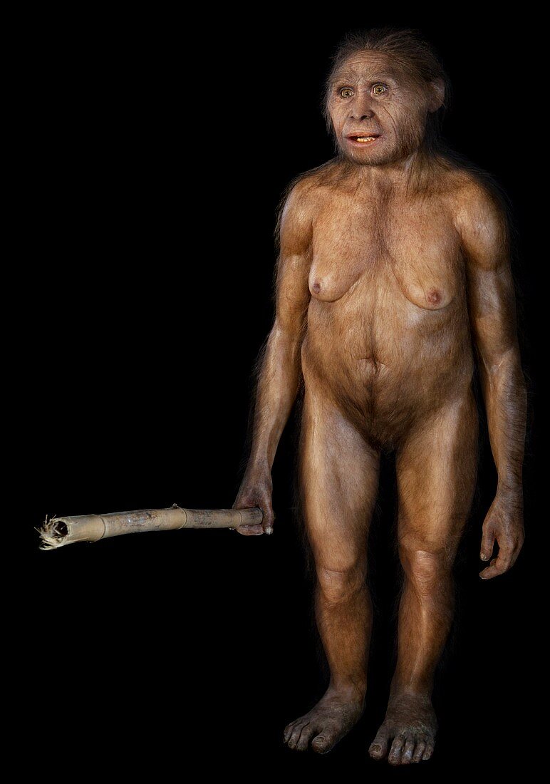 Homo floresiensis model
