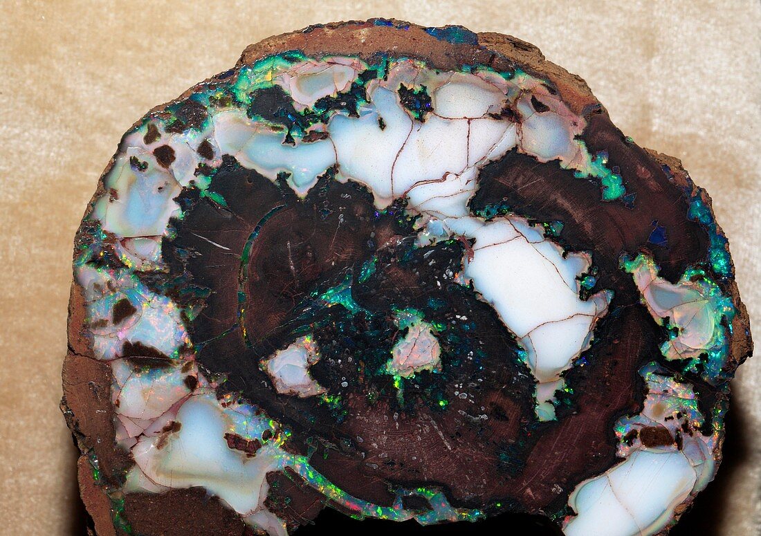 Opalised fossil