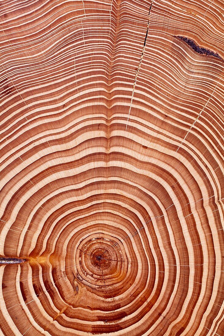 Pine tree growth rings