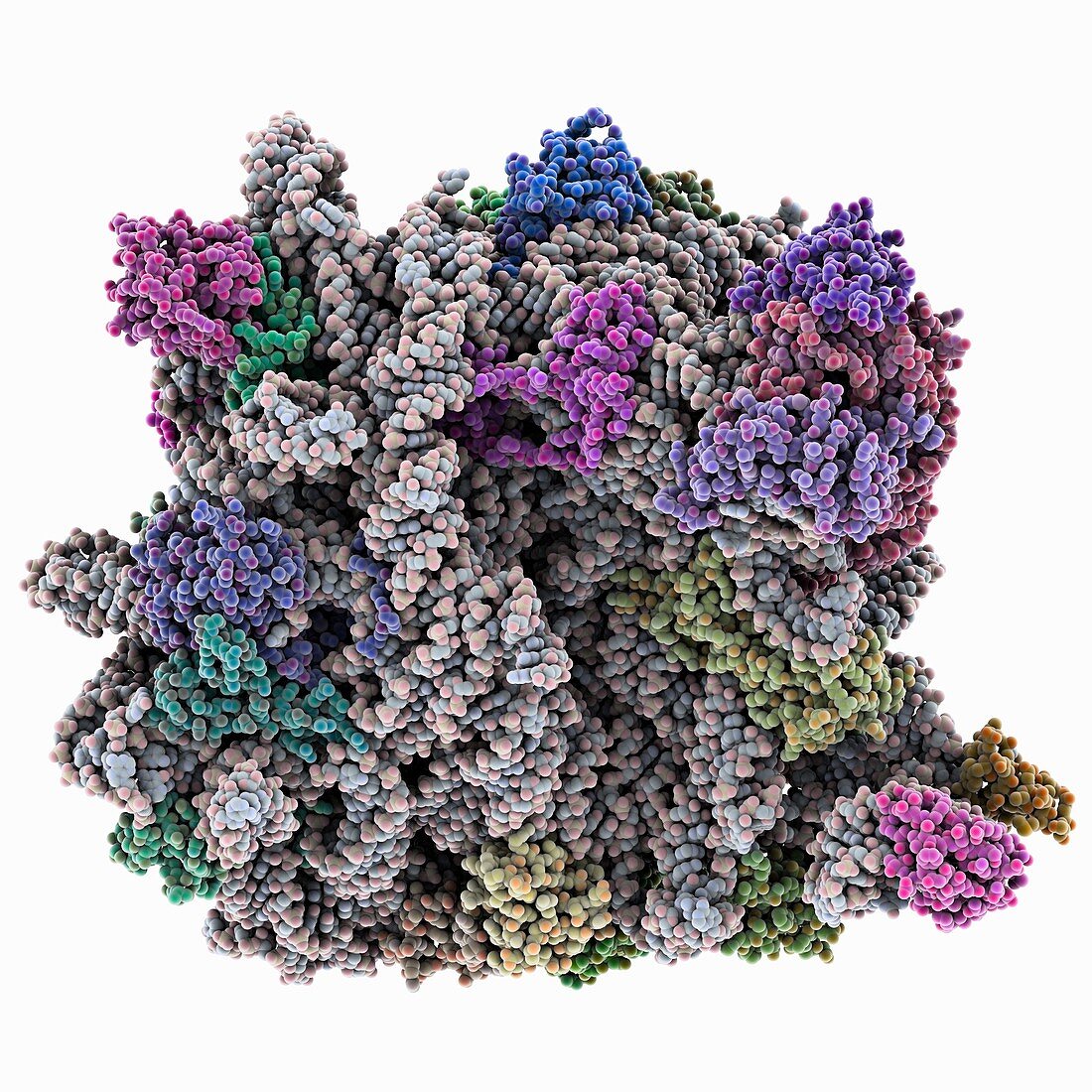 Archaeon ribosome,molecular model
