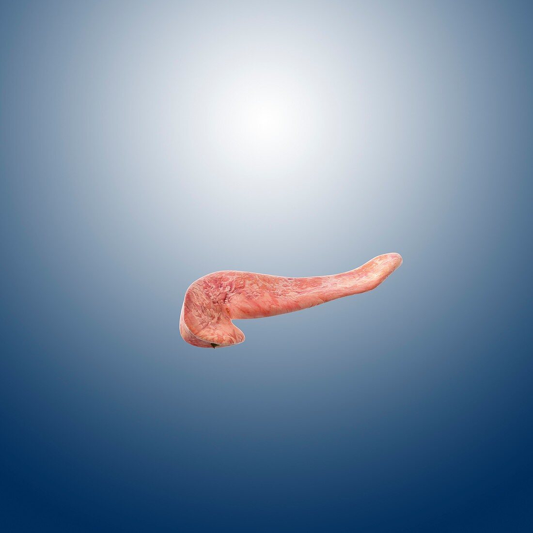 Human pancreas,artwork