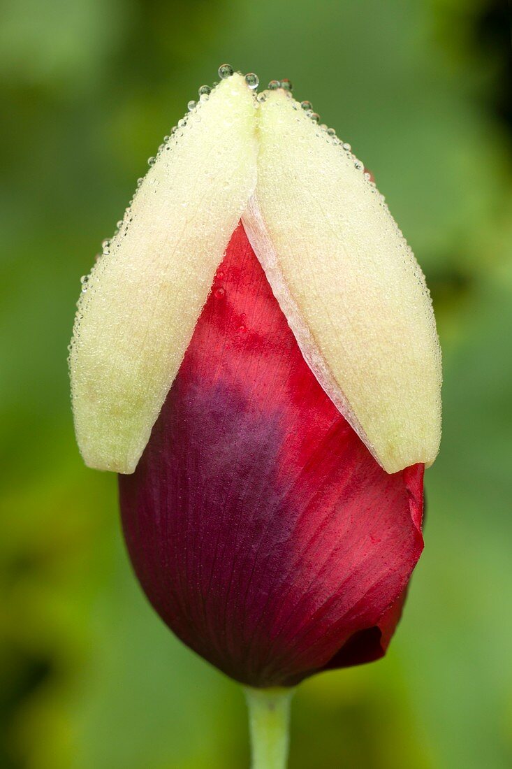 Flower bud of Papaver somniferum