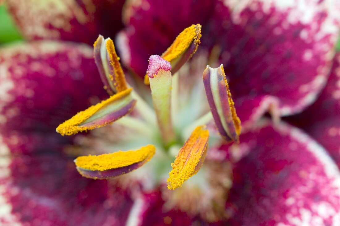 Reproductive organs of a lily flower