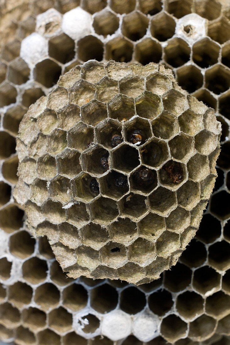 Brood cells in a nest of the German wasp