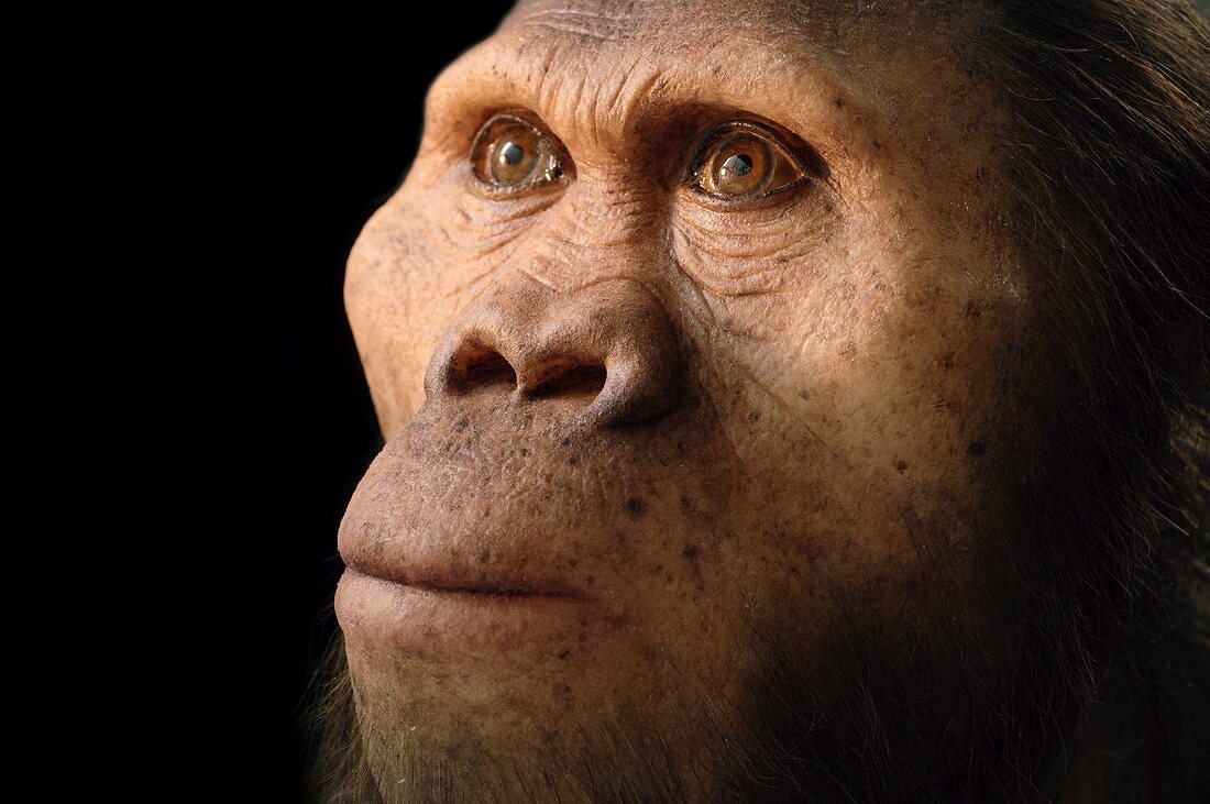 Australopithecus africanus model