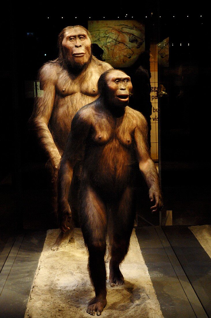 Australopithecines Lucien and Lucy