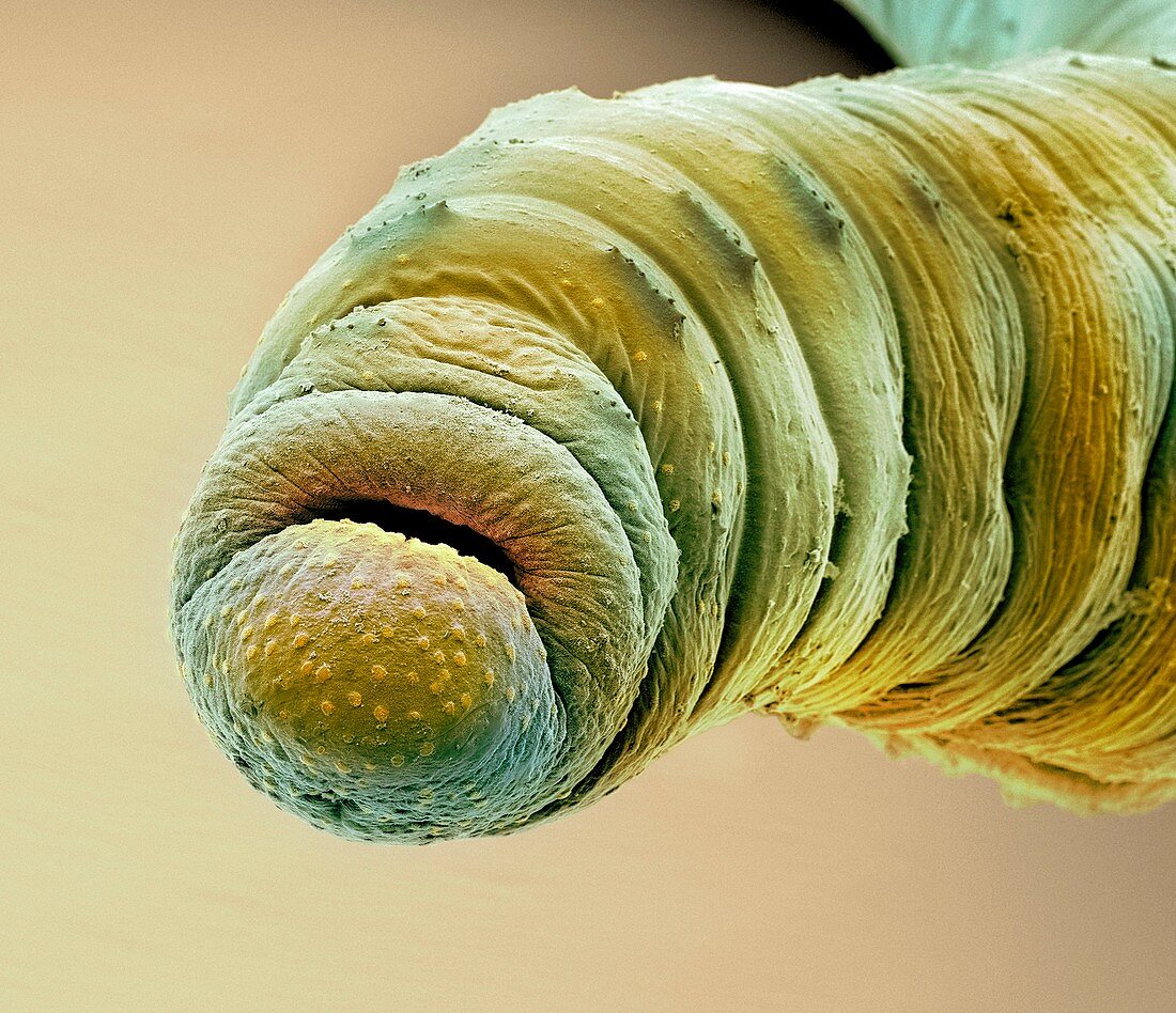 Earthworm head,SEM