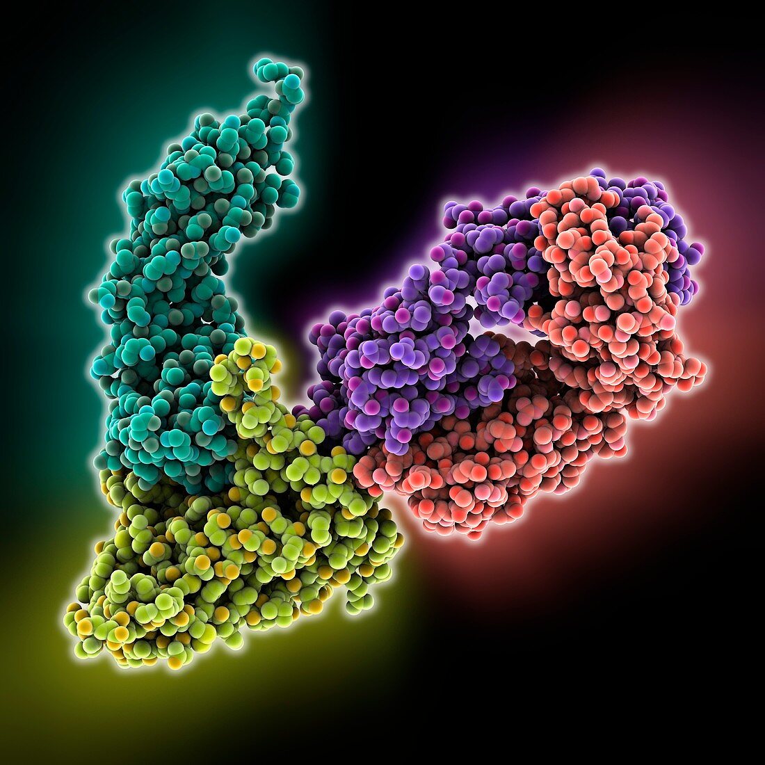 HIV antibody therapy,molecular model