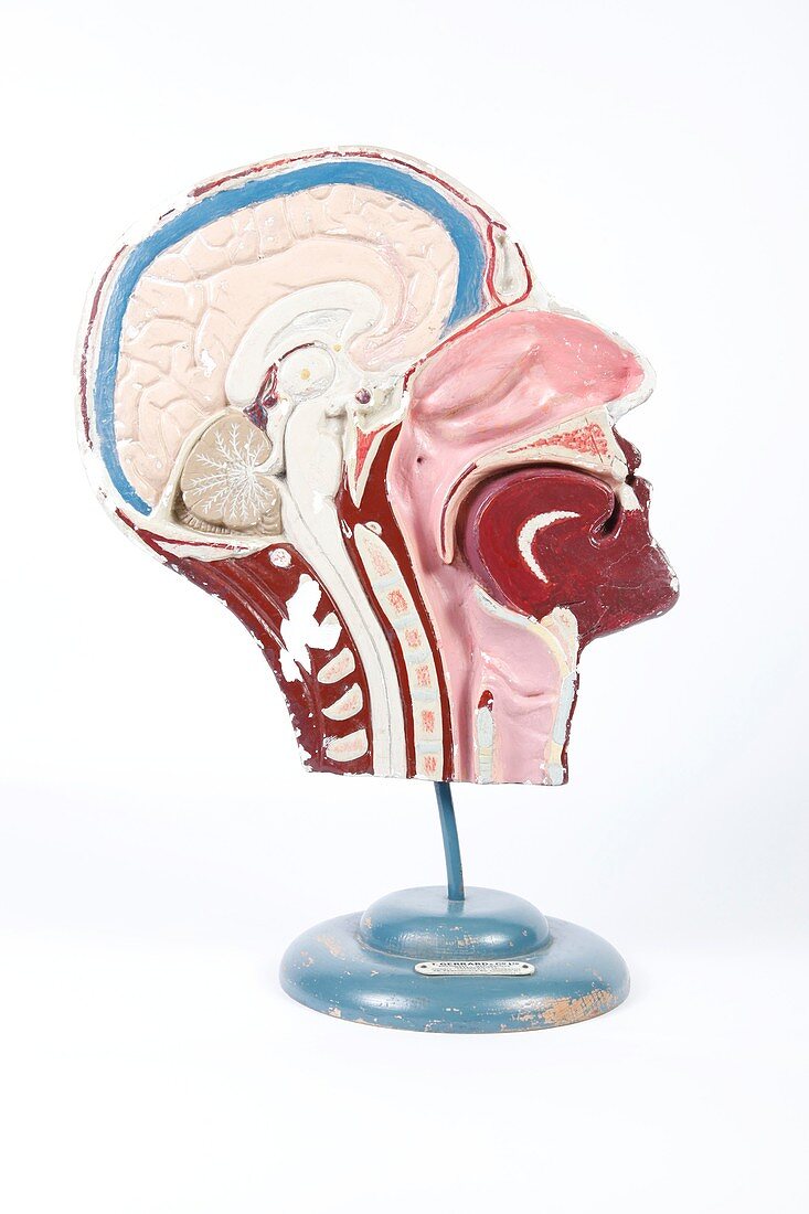 Human head,historical anatomical model