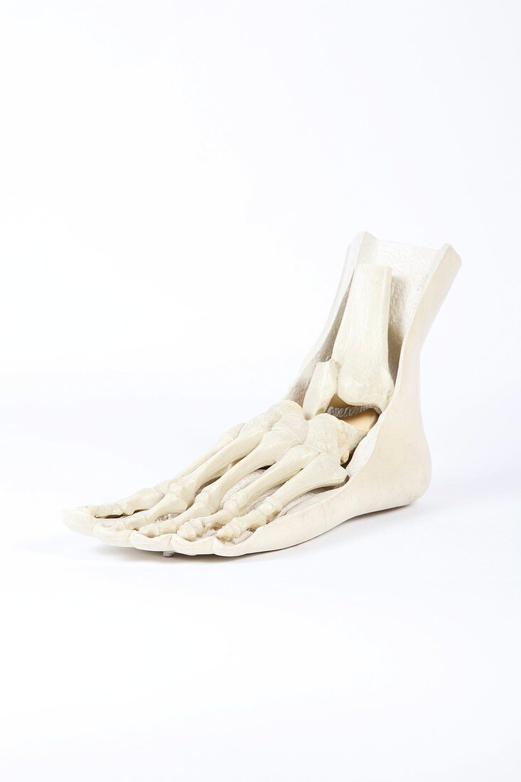 Human foot,historical anatomical model