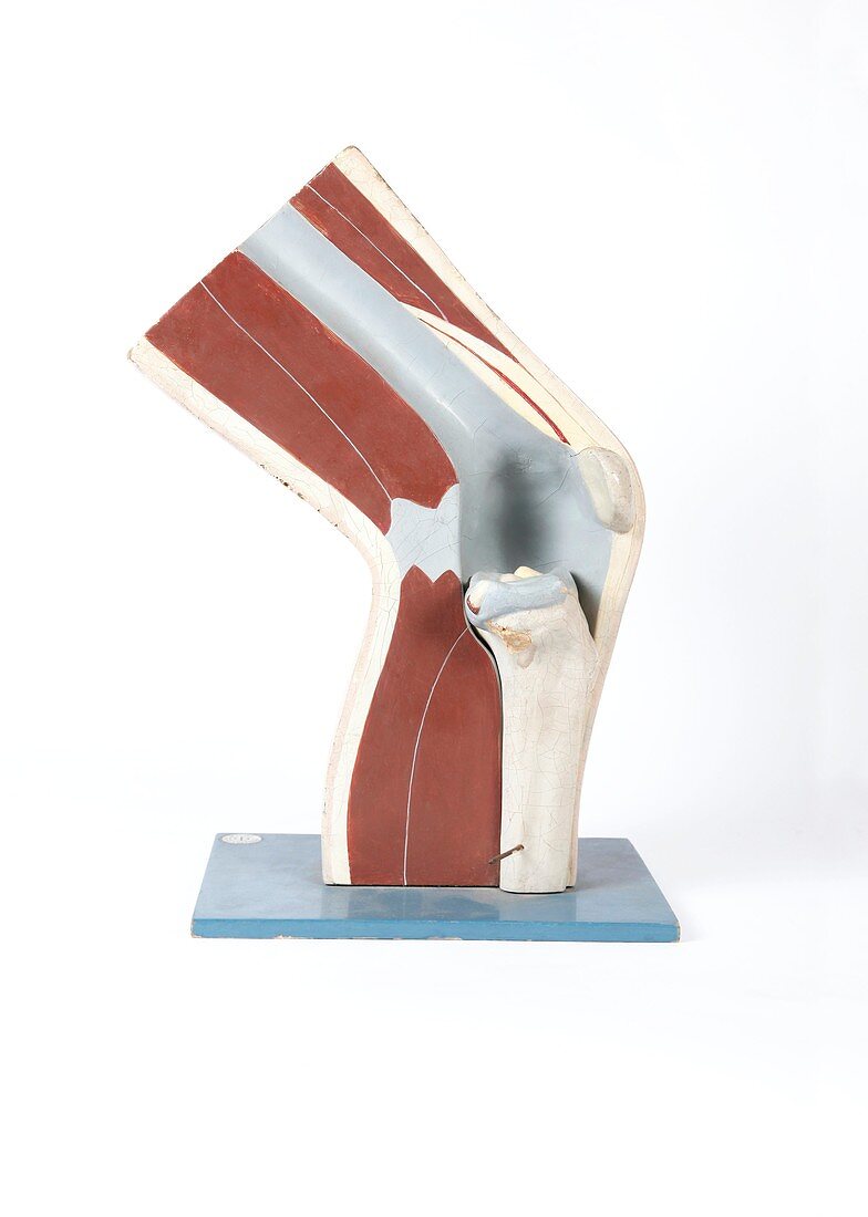 Human knee,historical anatomical model