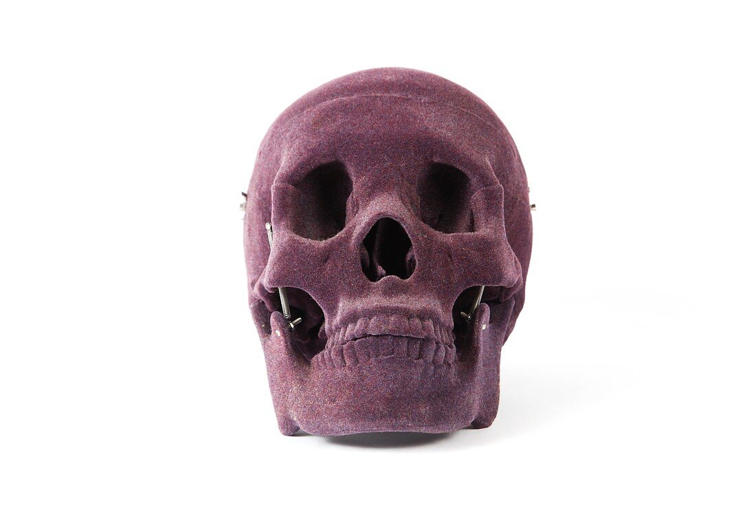 Velvet skull,anatomical model