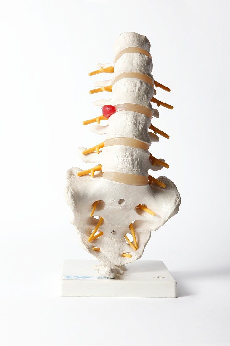 Human spine,anatomical model
