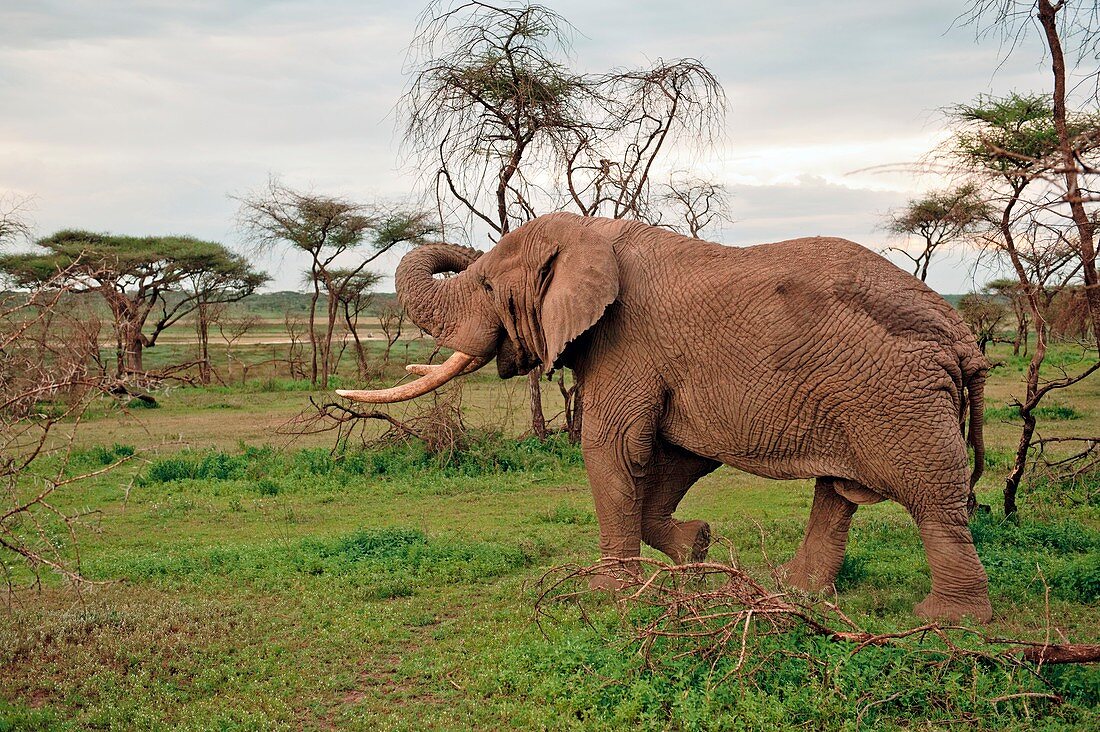 African elephant bull