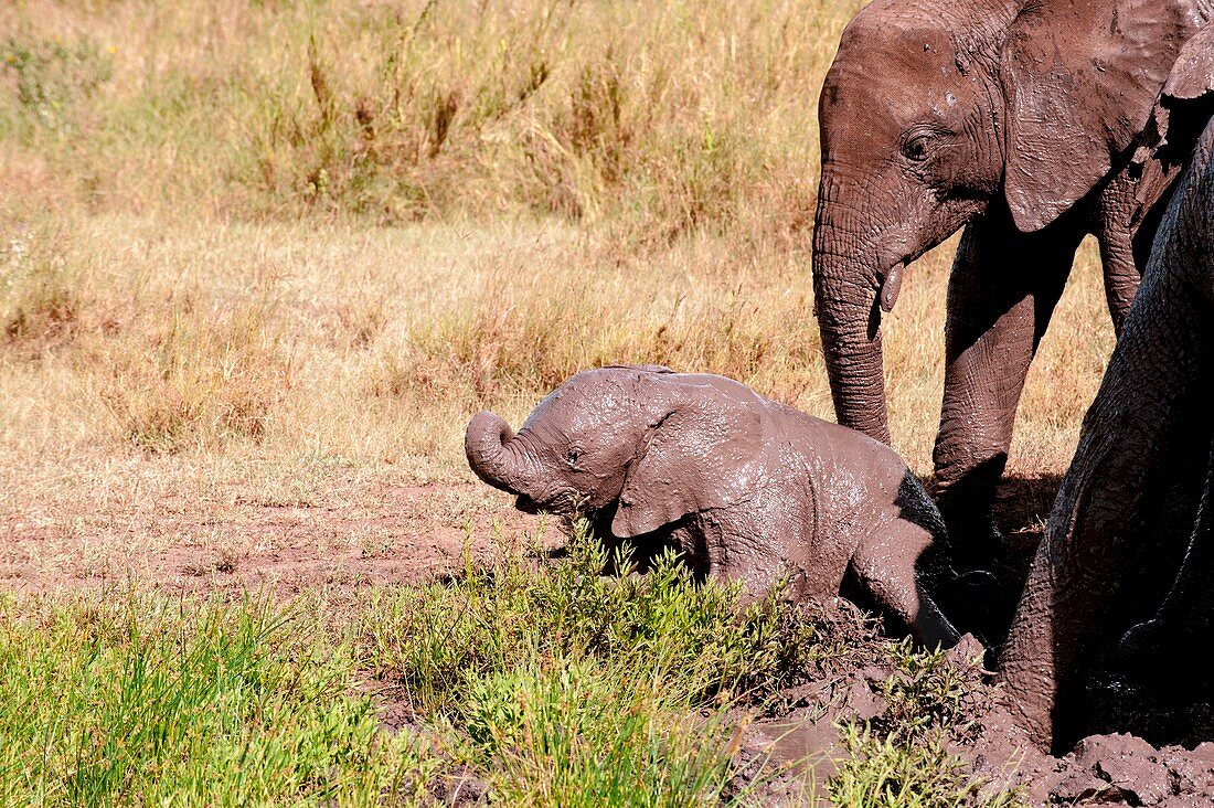 African elephant family at a mud bath