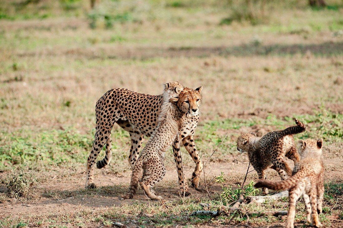 Cheetah family