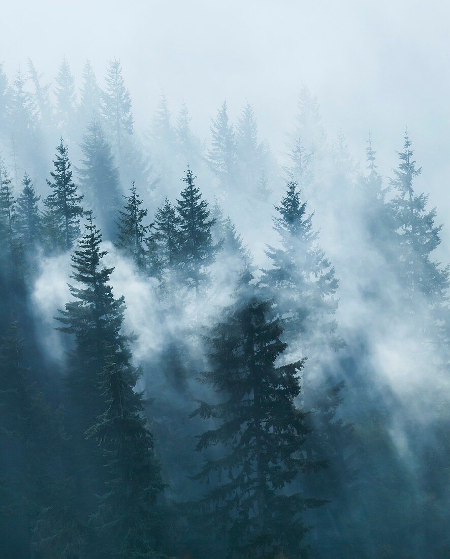 Dawn mist over conifer forest