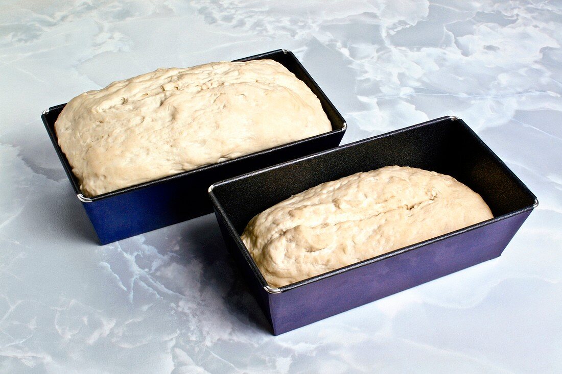 Bread dough before and after rising