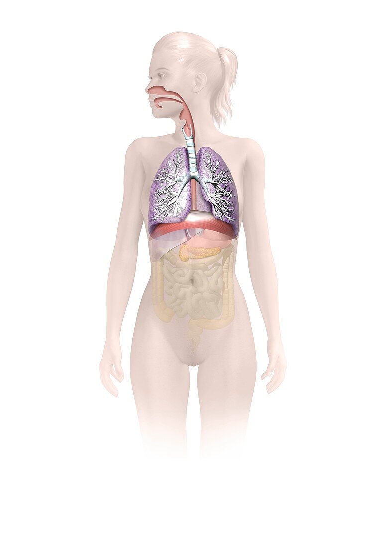 Human respiratory system,artwork