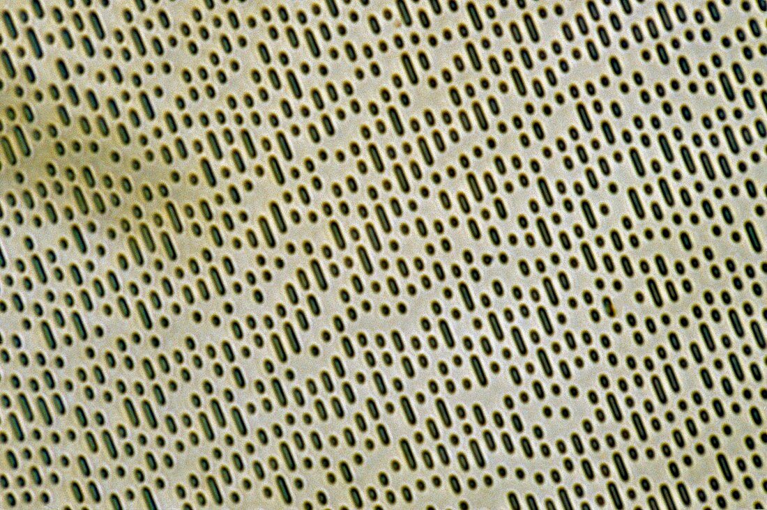 Compact disc surface,light micrograph