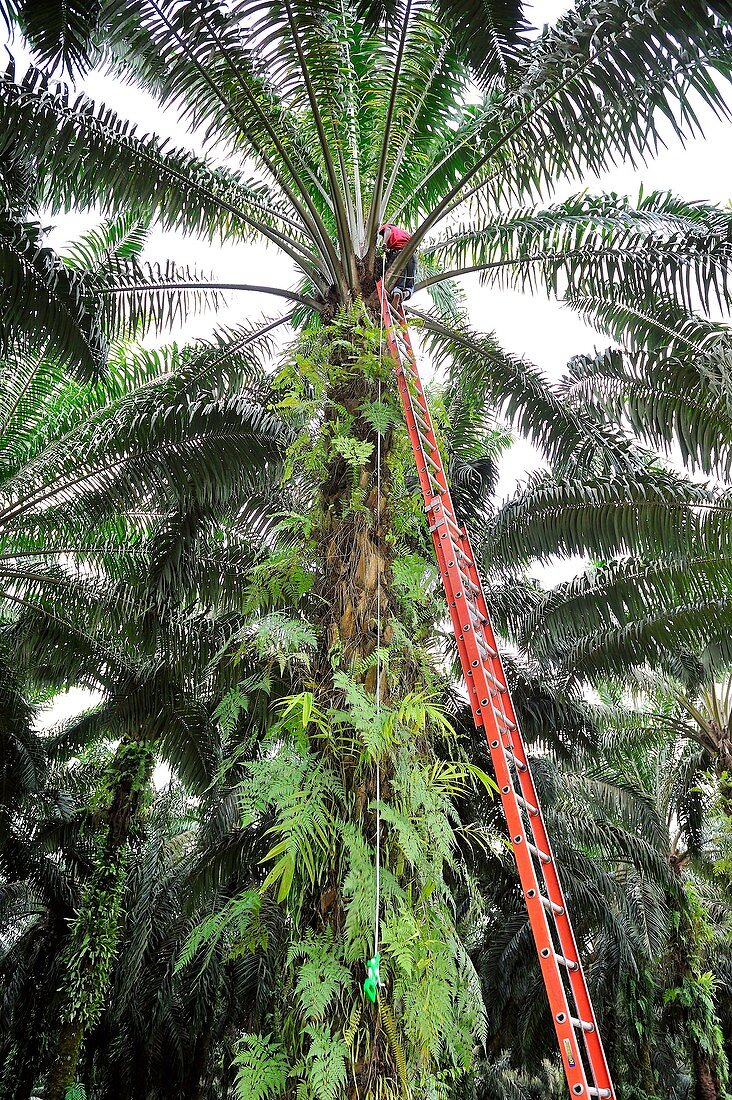 Oil palm plantation research,Indonesia