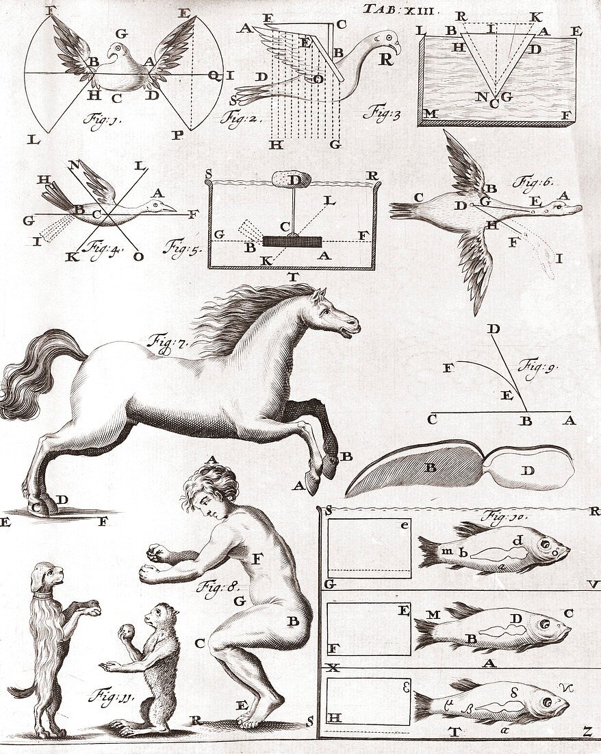 Early biomechanics,17th century