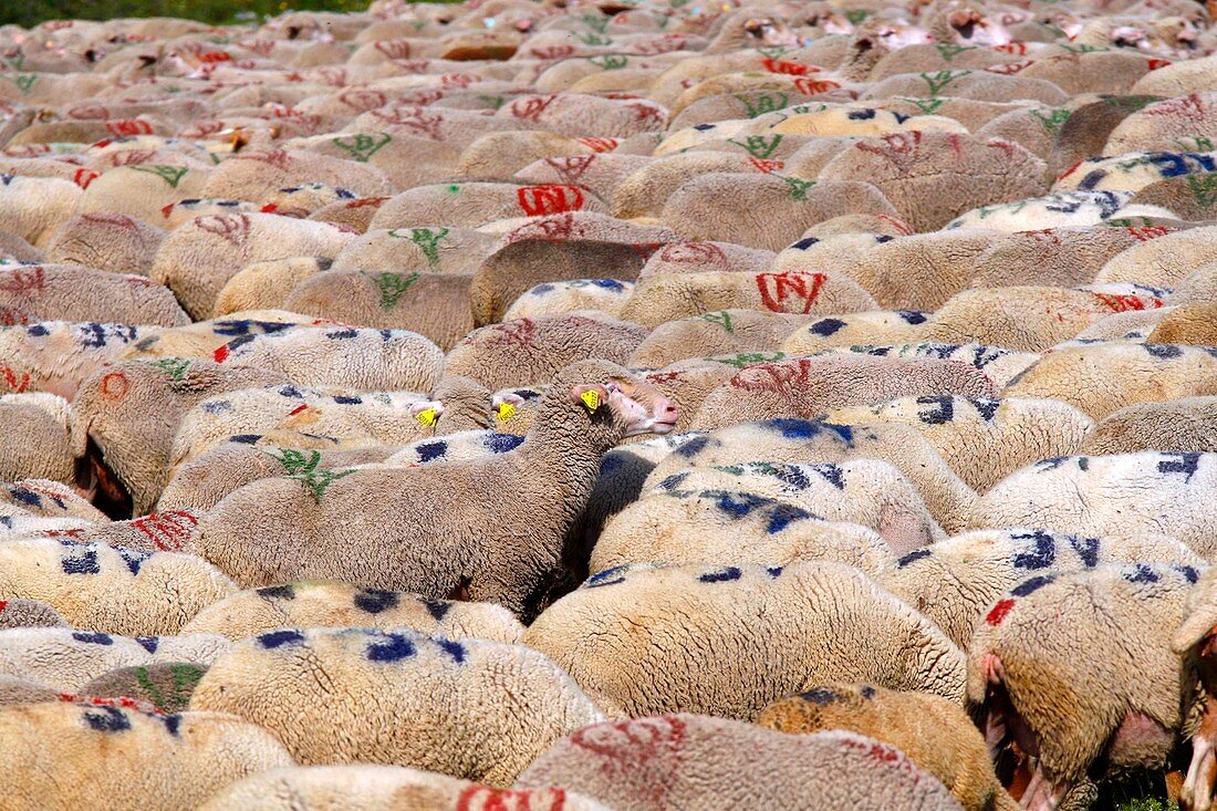 Alpine sheep farm,France