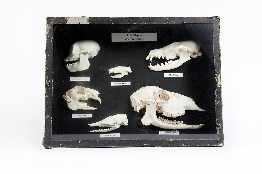 Animal skulls display