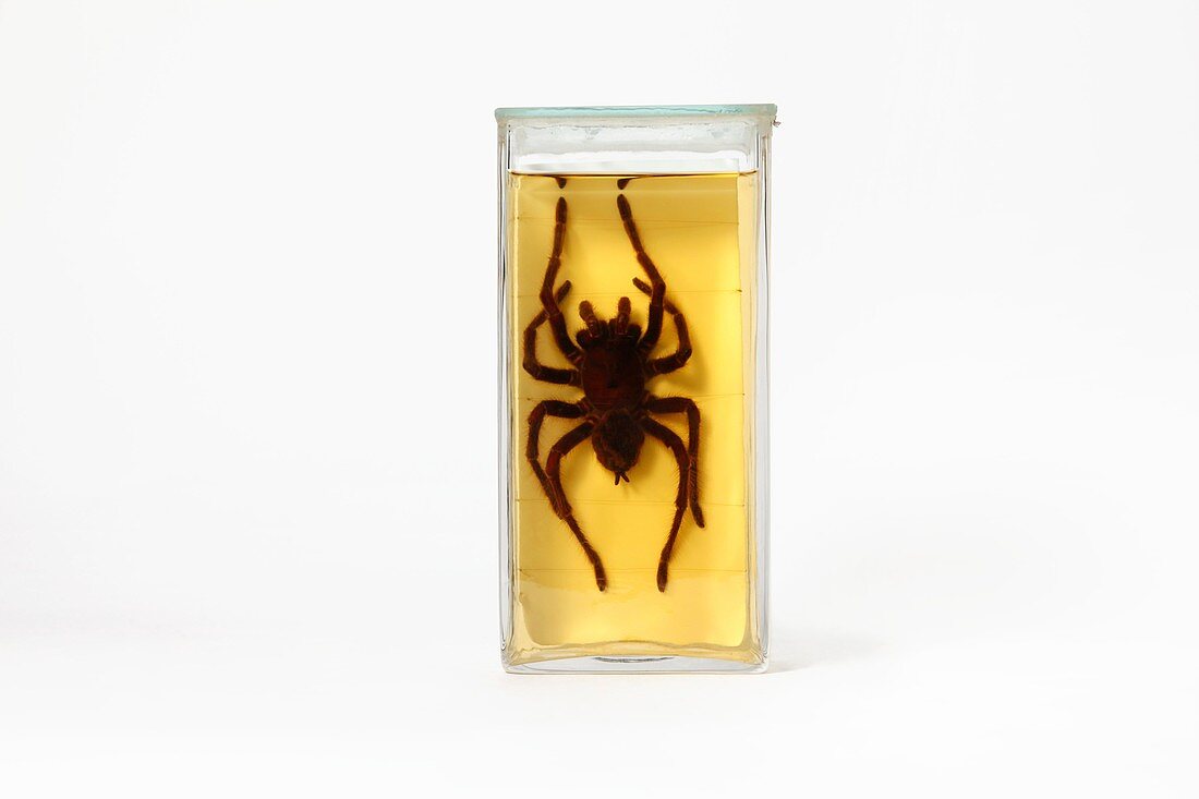 19th Century embalmed spider