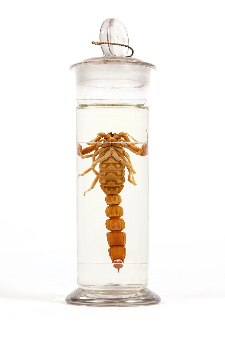 19th Century embalmed scorpion