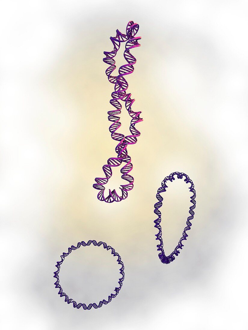 DNA supercoils,artwork