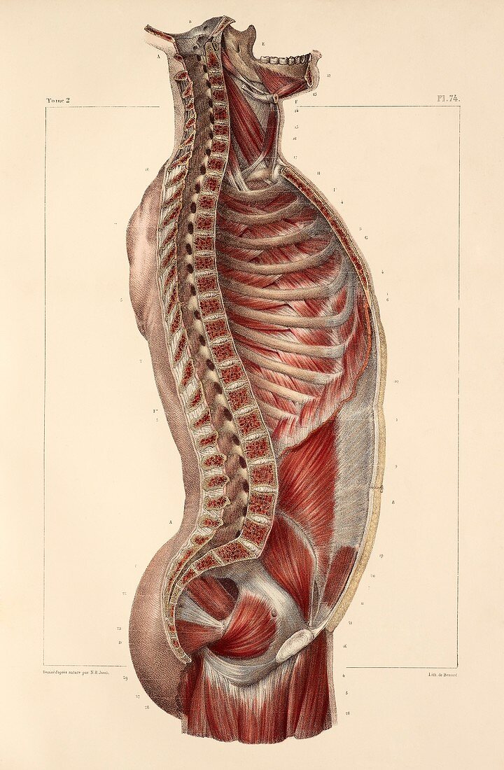 Trunk muscle anatomy,1831 artwork