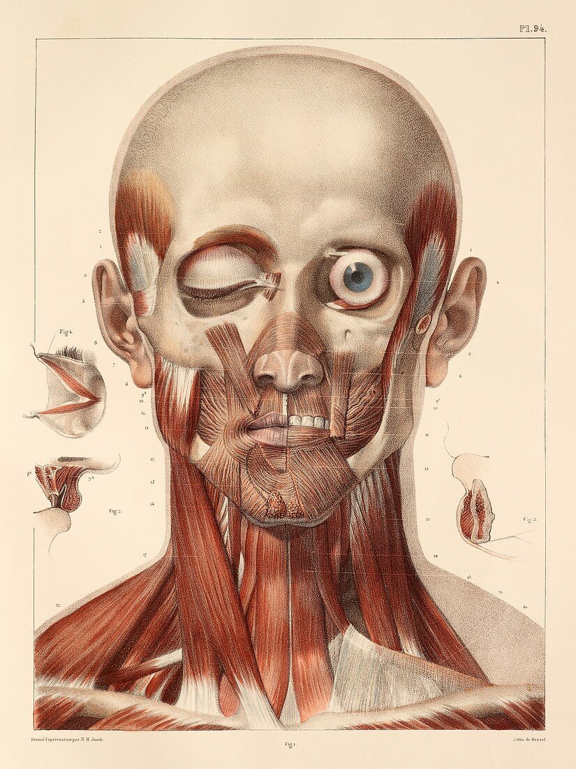 Face and neck muscles,1831 artwork